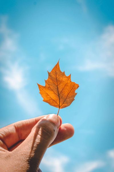 Fête de l'automne